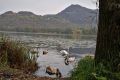Lago di Fimon cigni