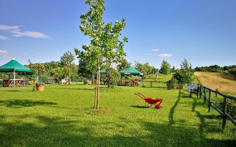 parco giochi cani felici montello