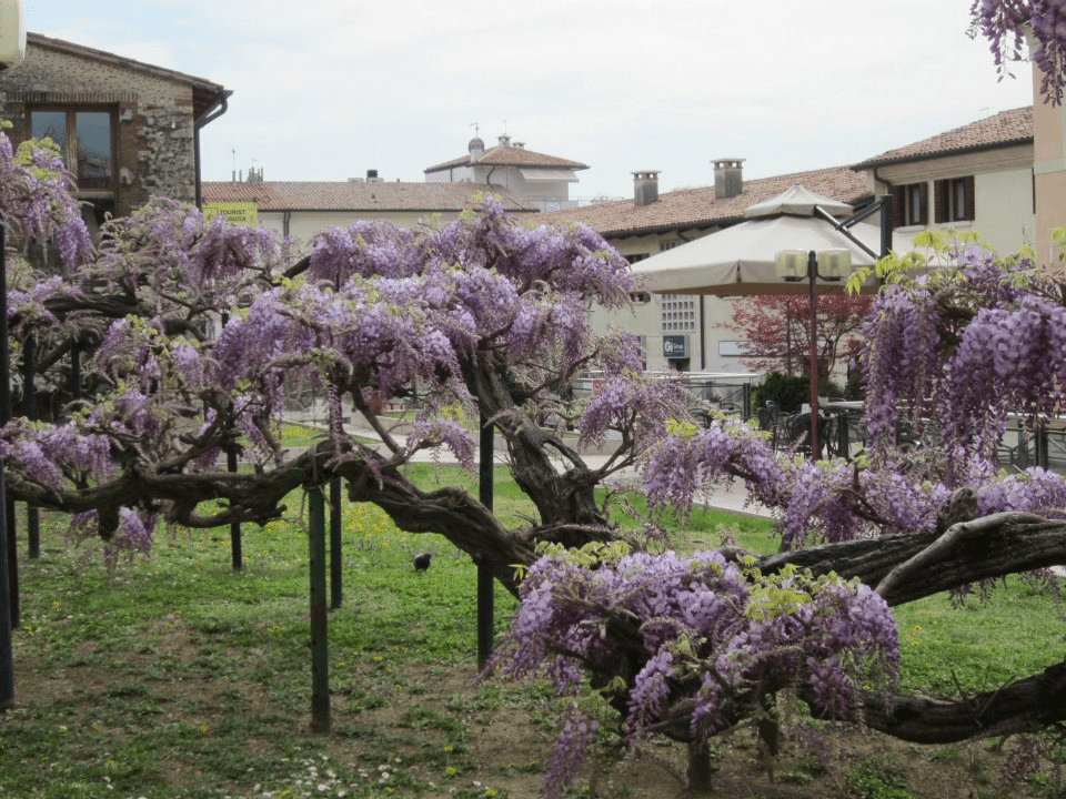 Uno scorcio del secolare glicine fiorito di Bassano del Grappa