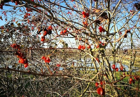 Scorcio invernale del bosco di Dese Natura nel bosco di Dese