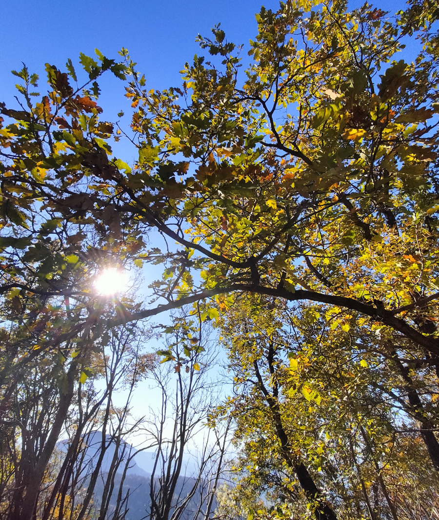 I colori autunnale dei maronari del Monte Venda I colori dei maroni nella stagione autunnale