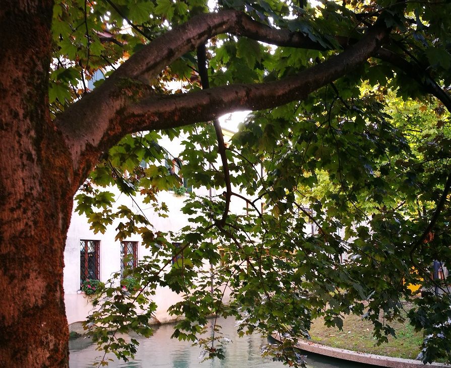 Isola della Pescheria a Treviso, fronde sul Cagnan