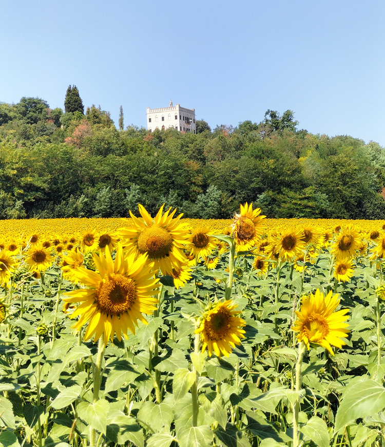 Campo di girasoli ai piedi di Villa Draghi a Montegrotto Terme