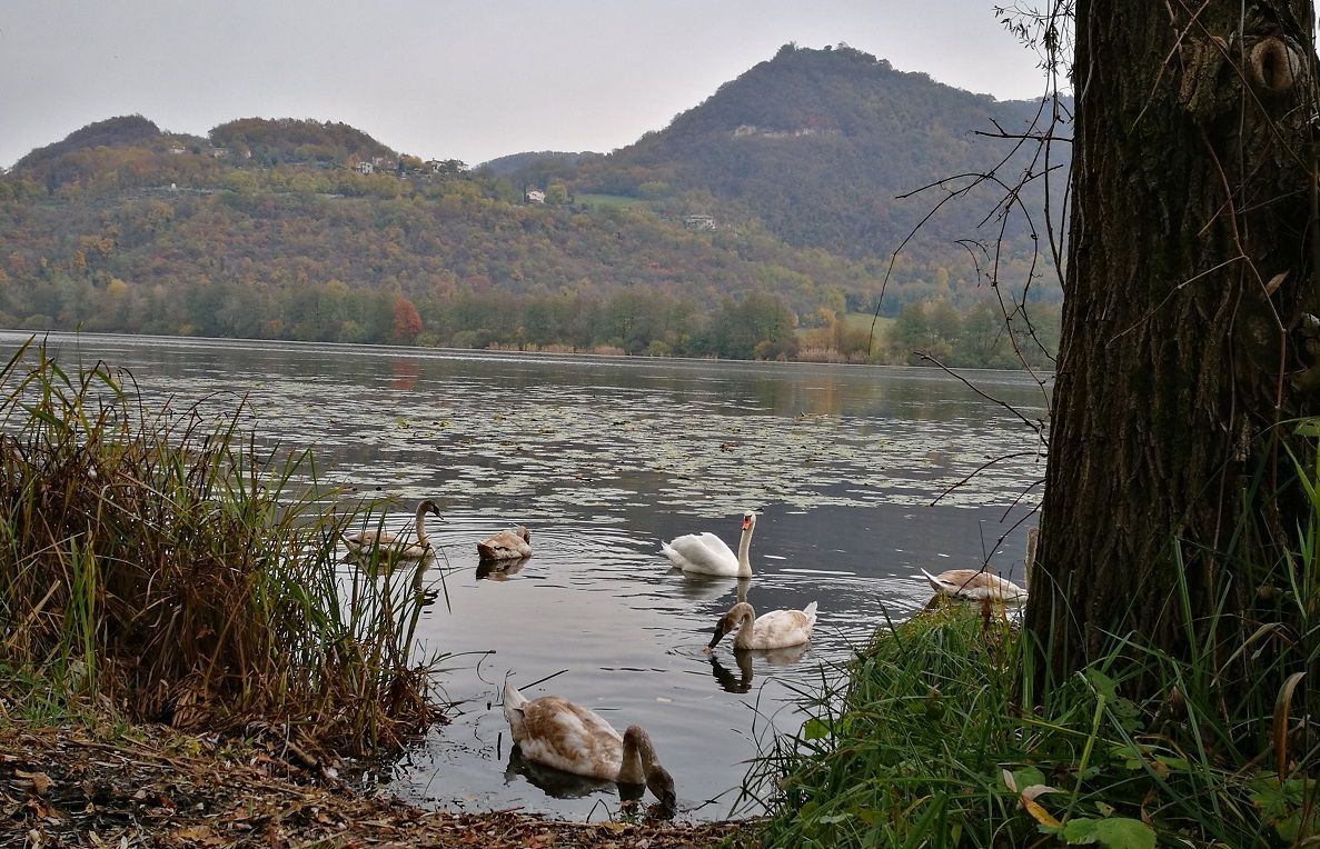 Lago di Fimon cigni