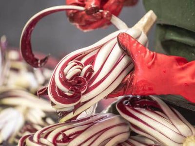 Il Radicchio: gustoso fiore dell'inverno veneto