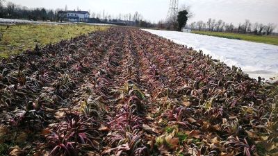 Radicchio di Treviso IGP