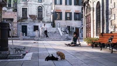 Gatti a Venezia