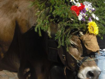 Se Desmonteghea, così a Falcade si rinnova una grande Festa