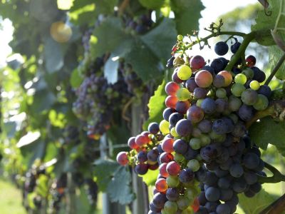 Enoturismo: sempre più in aumento le visite in cantina