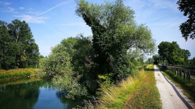 Girasile Parco Regionale del Sile
