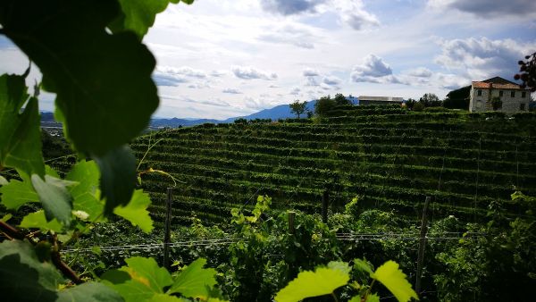 colline del prosecco scorcio
