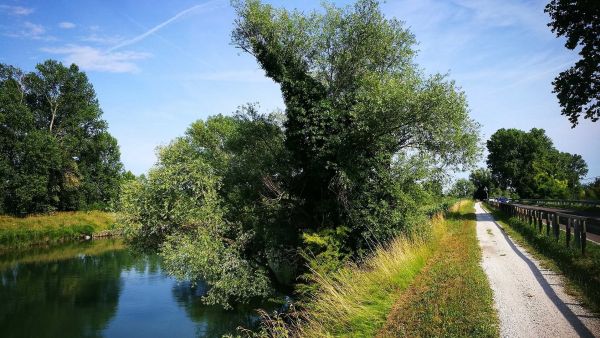 Girasile Parco Regionale del Sile