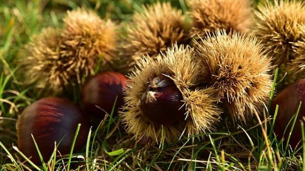 Festa della Castagna in provincia di Treviso