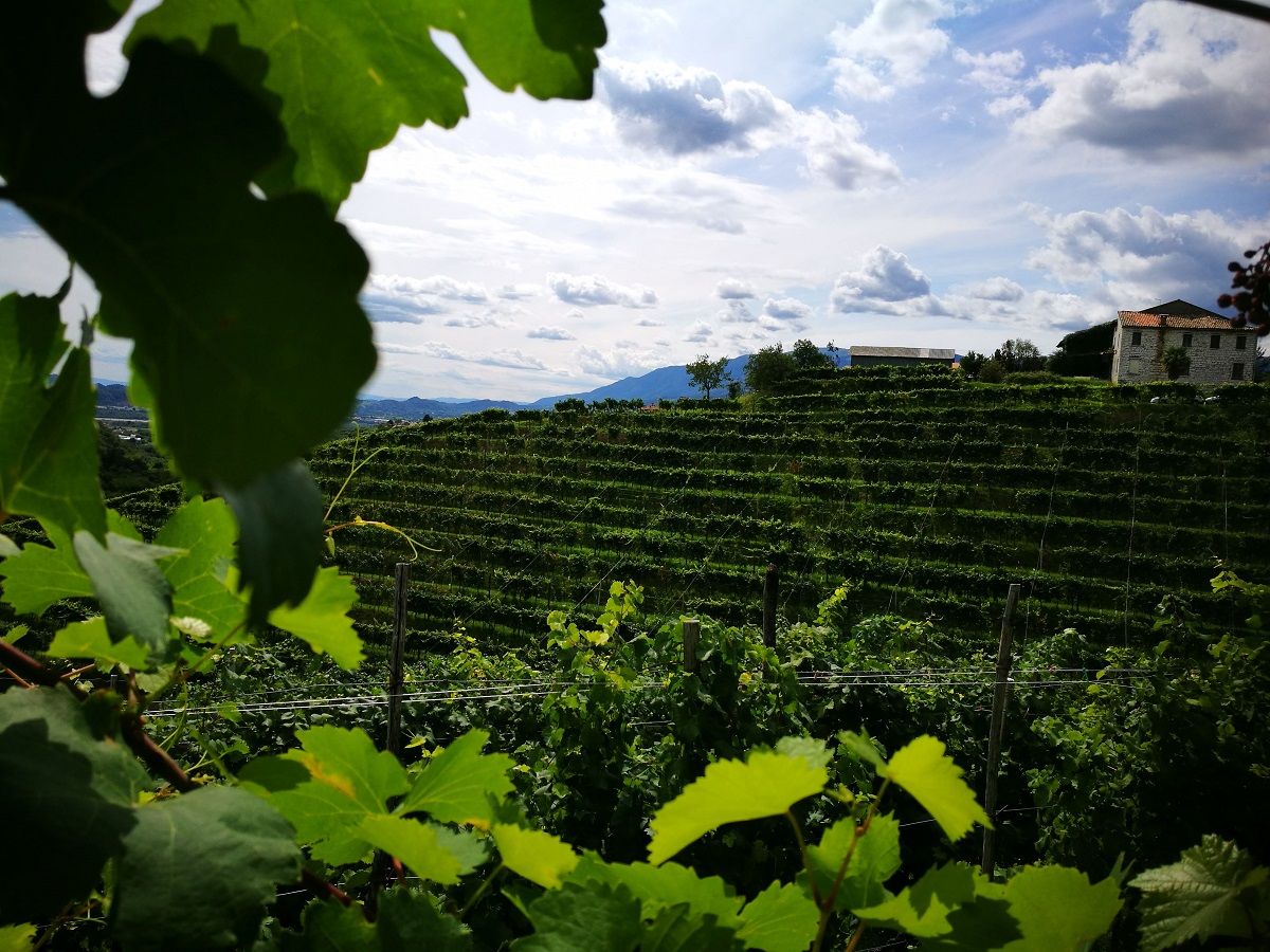 colline del prosecco scorcio