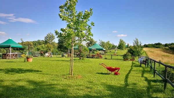 parco giochi cani felici montello