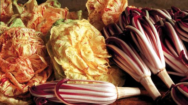 Radicchio rosso di Treviso e variegato