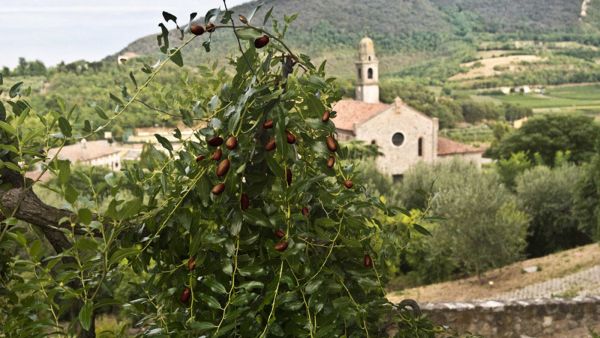 Festa giuggiole Arquà