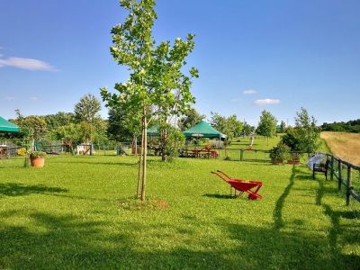 Cani felici e Montello in natura: il Parco Giochi a 6 zampe